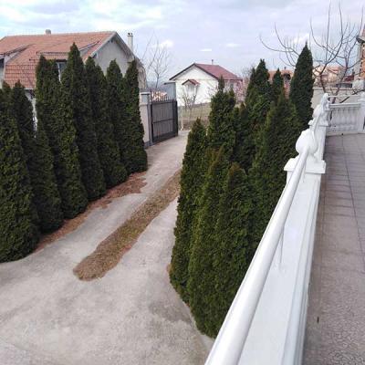 Dom Za Stare Beograd Vila Višnjica Dvorište