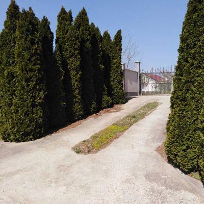 Dom Za Stare Beograd Vila Višnjica Zelenilo